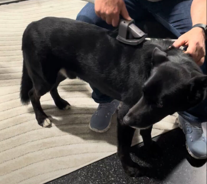 Dyson Hundebuerste Produktbild