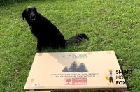 Plugin Energy Karton mit Hund