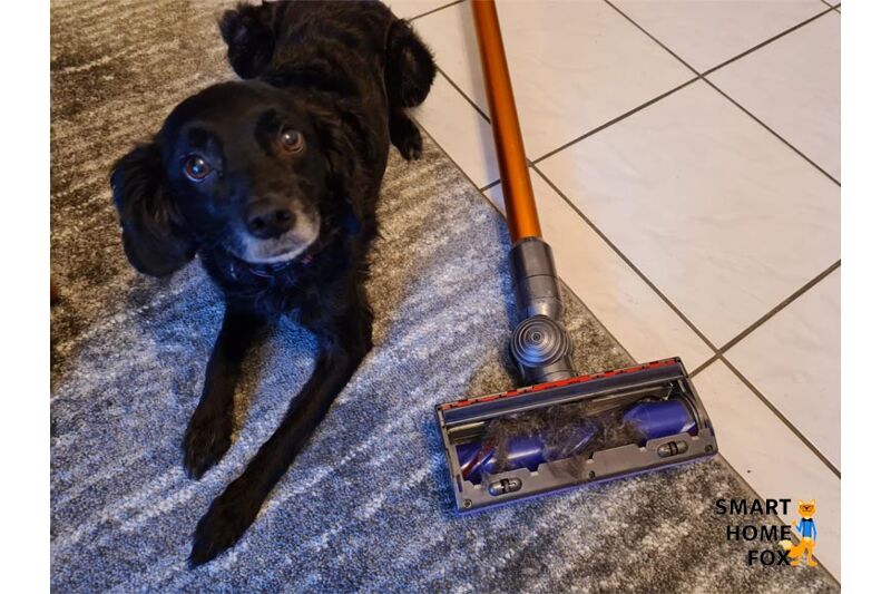 Akku-Staubsauger und Hund